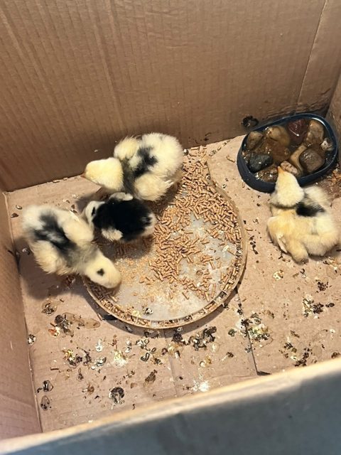 Poussins