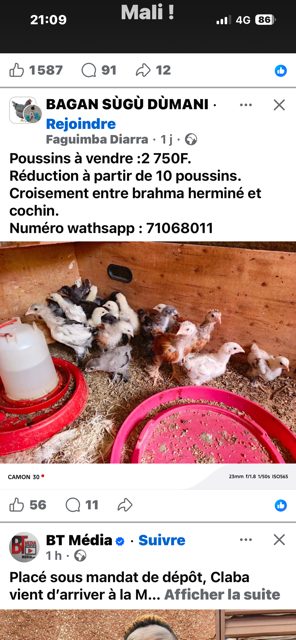 Poussin race pure